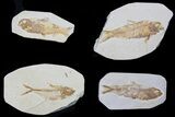 Lot: Green River Fossil Fish - Pieces #81293-2